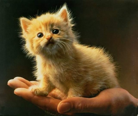 kitten-on-hand.jpg